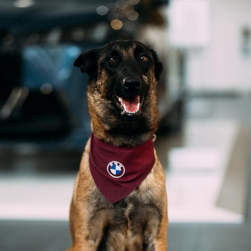 Perro pastor belga malinois sentado y atento con su bandana de trabajo
