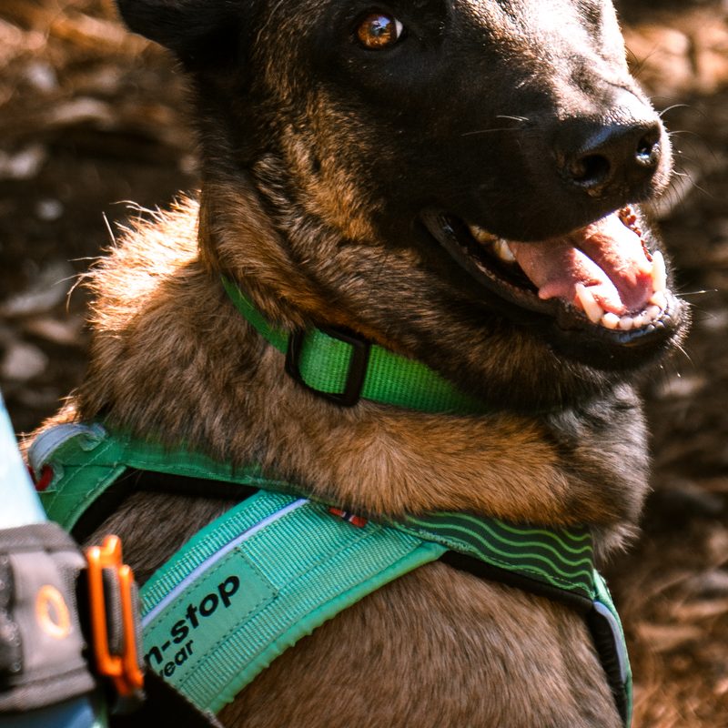 Detalle del arnés de trabajo con el que entrena el perro